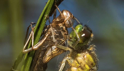 Photographer Laid in Bog for Three Hours to Capture Dragonfly Shedding Its Skin