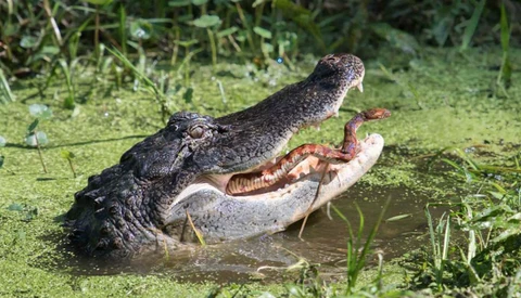 Florida Photographers Catch Snake Trying to Escape Being Eaten by an Alligator
