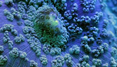 This Time-Lapse of Alien-Like Marine Life Will Leave You Transfixed