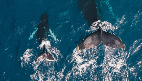 Photographer Posts Image Showing Whale With Severed Tail to Highlight the Dangers of Boating