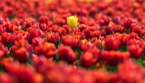 Use Your Photographic Skills in Another Genre and Test How Good You Really Are