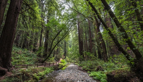 Stranded in the Forest? Simple Tips for Photographing Nature Safely