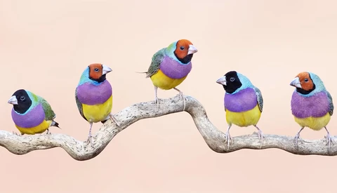 How to Photograph Birds With Clean, Simple Backgrounds