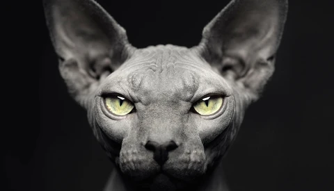 Behind the Scenes of Amazing Pet Portraits