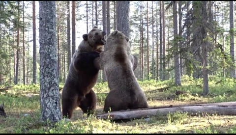 Photographer Captures Video Footage of Intense Bear Fight From Just Feet Away