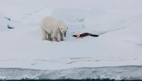 Behind the Image: Floe of Life