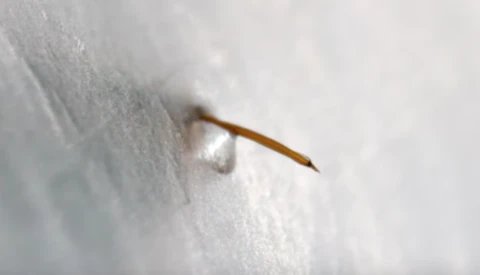 Footage Recorded at 1000 fps Shows an Ant Stinger Releasing Venom in Great Detail