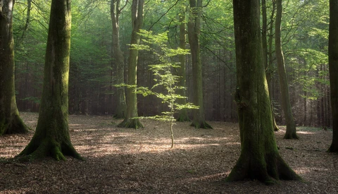 I Got One of My Best Photos from an Average, Boring Forest