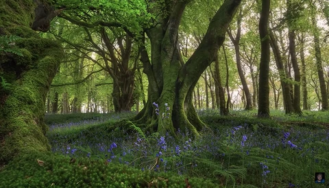 How to Create Stunning Images of Trees