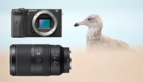 Sony a6600 and E 70-350mm f/4.5-6.3 G OSS First Impressions From a Bird Photographer