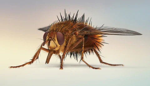 The Best Macro Photographs on Fstoppers