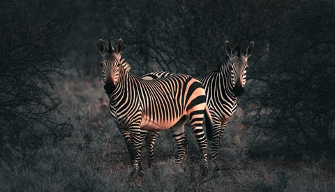 How I Edited One of My Favorite Wildlife Images in Lightroom