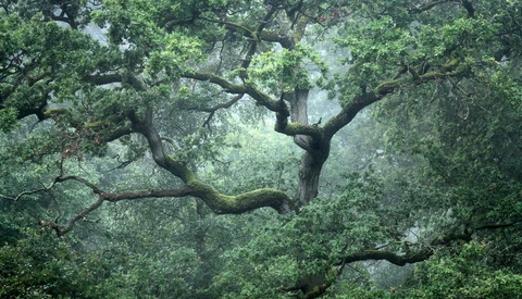 Falling in Love With Your Backyard and Getting Fantastic Photos You Want to Hang on Your Wall