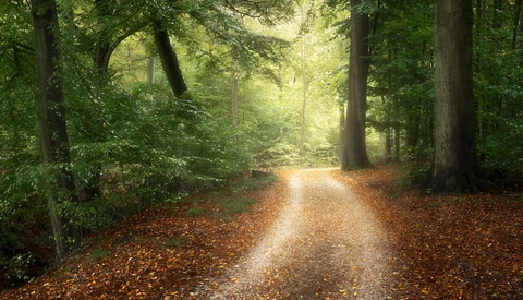 Five Essential Tips to Know for Woodland Photography