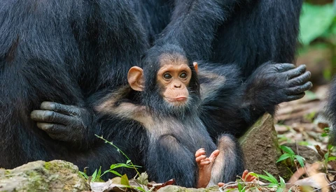 Hilarious, Mesmerizing Images as "Grab life by the....!" Wins the Comedy Wildlife Photography Awards