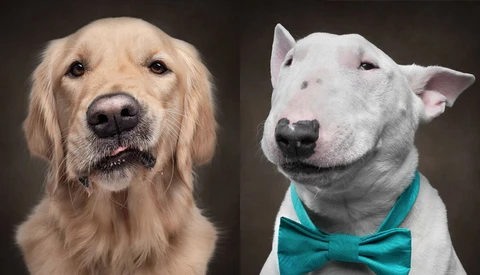 Photographer Captures Dogs Displaying Human Expressions