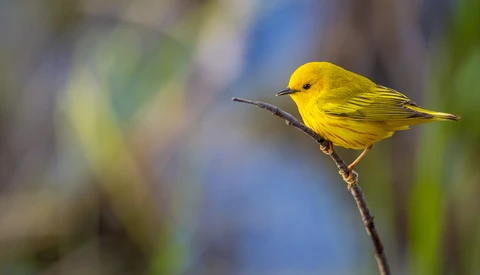 How I Edited This Yellow Warbler Bird Photo