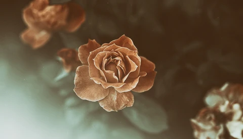 Finding Calm Photographing Gloomy Minimalist Flowers