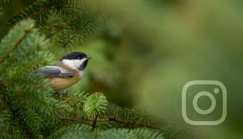 What You Should Know About Instagram as a Wildlife Photographer