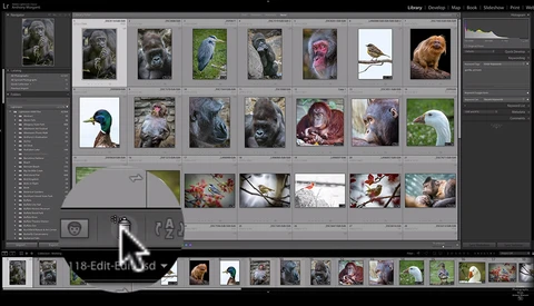 The Usefulness of the Painter Tool in Lightroom