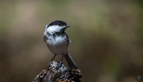 Two Quick and Useful Tips for Using the Radial Filter in Lightroom
