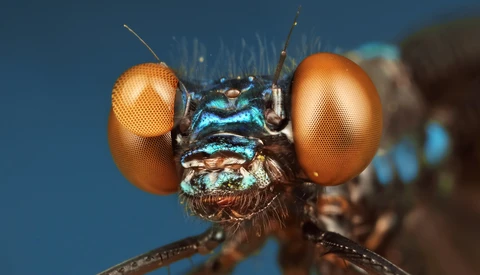 Introducing the Incredible New Fstoppers Macro Tutorial