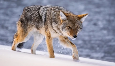 Sony FE 100-400mm Versus FE 200-600mm Lens Comparison