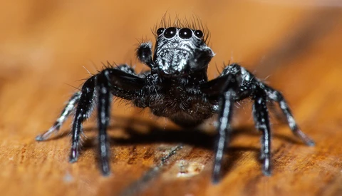 Macro Photography: What You Need to Know for Photographing the Smallest Creatures