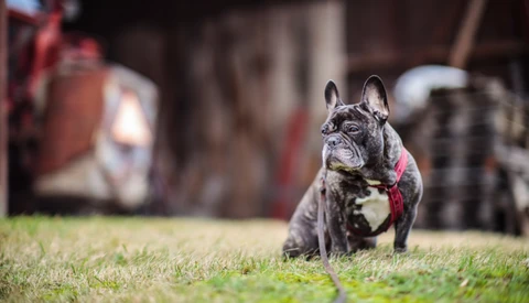 Is This an Affordable, Modern Bokeh Monster?