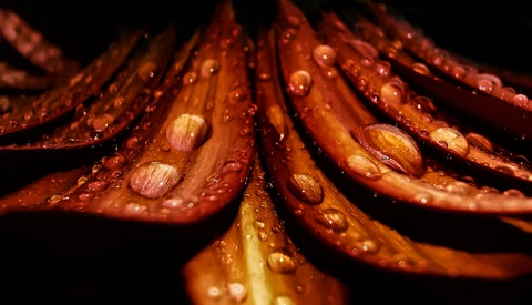The Best Images from GuruShots "Macro Photography" Challenge