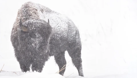 Adapting Wildlife Lenses: Sigma 60-600mm f/4.5-6.3 DG OS HSM Sports Lens Review on a Sony Camera
