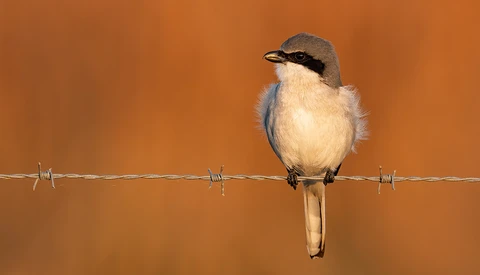 Incredible Bird Photography With the Sony 600mm f/4 GM and a7R IV