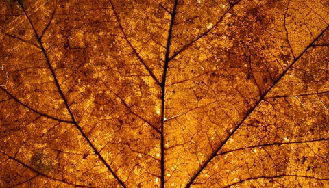Learn How to Make Your Own Light Table for Close-Up Photos