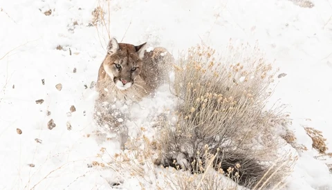 Wild Mountain Lion Photographed in Wyoming Town