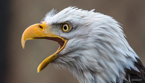 How to Use Radial Filters to Accentuate Your Subject in Lightroom