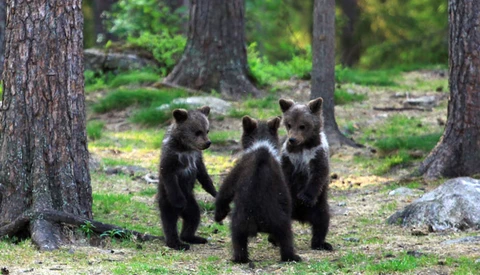 Photographer Hides in the Woods as He Captures Three Baby Bears Play-Fighting and Climbing Trees