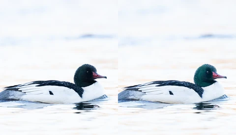 Bird Photo Editing: How to Recover Iridescent Colors