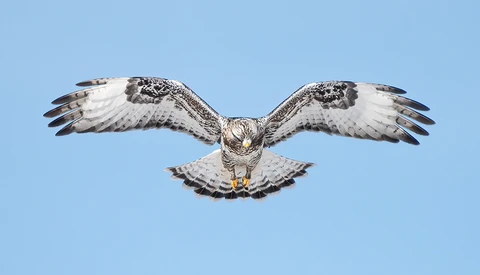 Photographing Hawks With the Sony a7R IV and 200-600mm Lens
