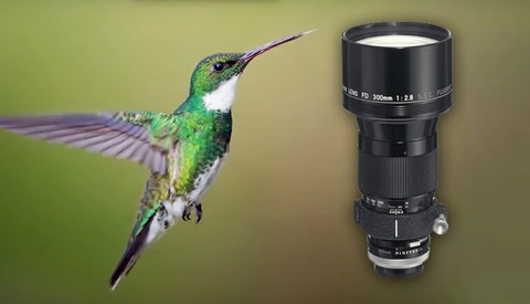 Would You Shoot Birds in the Brazilian Rainforest With a 300mm Manual Focus Lens Made in the 1970s?