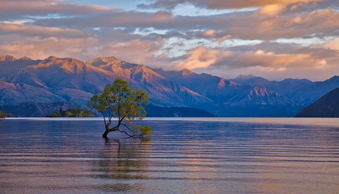 One of the World's Most Photographed and Beautiful Trees Vandalized, Branches Cut