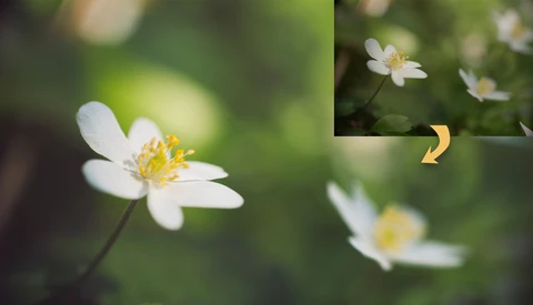 Six Editing Tips for Cleaner Nature Photos