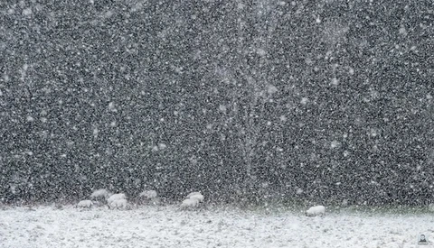 The Unique Joys of Landscape Photography in a Snowstorm