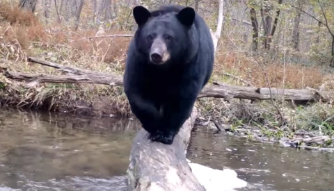 Photographer Sets up Trail Cam, Discovers Bears, Deer, Bobcats Use His Log Bridge