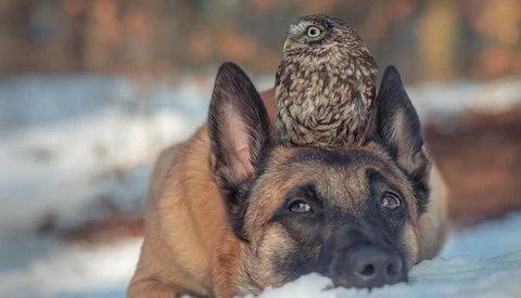 The Incredible Photo Series Documenting the Unlikely Friendship Between a Dog and an Owl