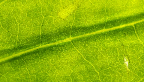 5 Tips for Trying out Macro Photography at Home