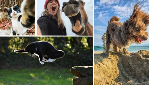 Want to Win $3,700? Just Take an Image of a Pet, Any Pet.
