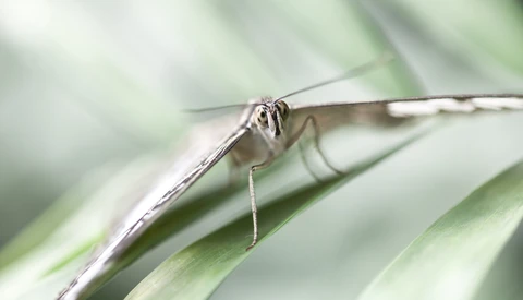 Making the Most of Your Garden During Isolation: How to Guarantee You Get Macro Shots