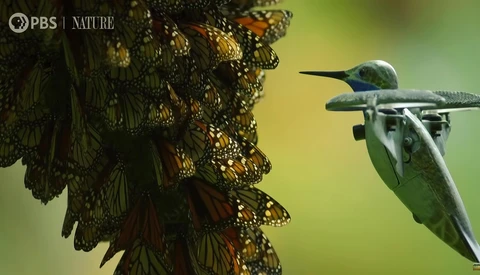 Drone Disguised as Hummingbird Captures Incredible Footage of Monarch Butterfly Swarm