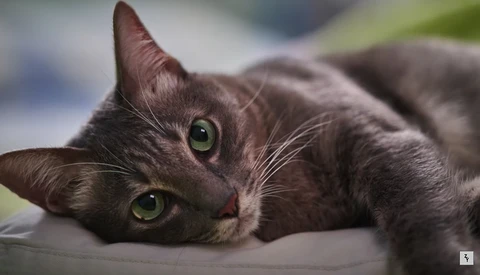 5 Tips to Improve Your Pet Photos