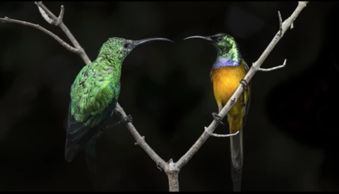 Photographer Adapts His Underwater Photo Gear to Take Pictures of Birds in His Garden During Lockdown